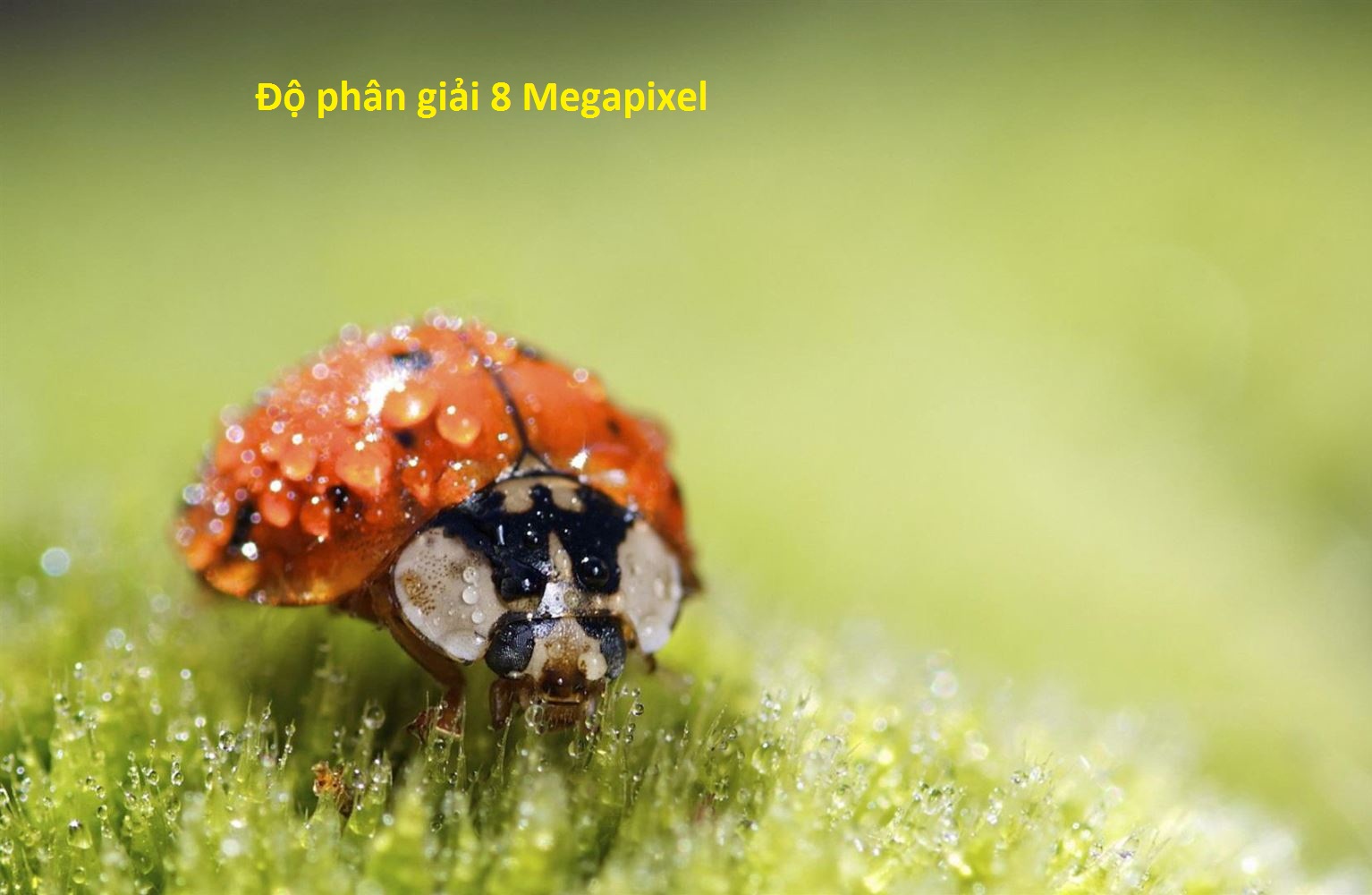 Phân phối CAMERA IP DOME DAHUA DH-IPC-HDBW1831RP